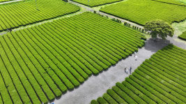 제주 오설록의 신록 산책