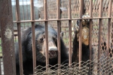 2026년 사육곰 산업 종식···동물단체, 사육곰 산업 종식 대책 재수립 촉구