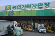 달성 화원미나리, 하우스 영업 관행 접고, 2026년부터 가락시장 출하