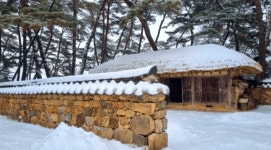 귀 닫은 소나무