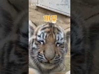 [영상] 조선호랑이가 나타났다…삼둥이의 바깥 나들이