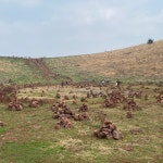 제주 오름 돌탑쌓기...맹꽁이 숨쉴 곳 사라진다