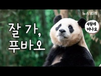 [영상] 푸바오 3월 3일까지만 일반공개...탄생부터 성장까지