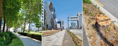 폭염인데 40년 아름드리 가로수 싹둑...휑해진 영동대로 무슨 일이?