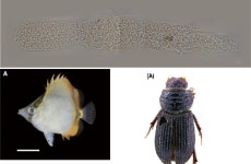 우리나라 서식 생물 6만1230종...전년比 1220종 증가