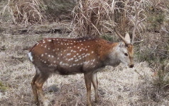 유해동물로 지정된 꽃사슴...어쩌다 생태계 교란종이 되었나?