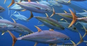 태평양 참치에서 검출된 수은 오염경로 추적해봤더니...