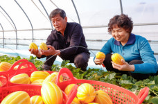 황금빛 성주참외 올해 첫 출하