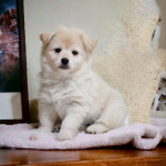 임시보호 유기견 공고