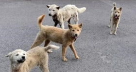 주민 안전 위협하는 들개 곳곳에 출몰