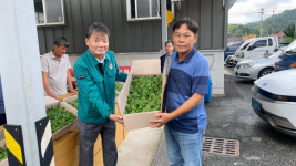 성주군 수륜면 박남주 씨, 배추모종 1만2천800포기 기탁