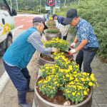 성주 금수강산면, 국화향기 가득한 추석명절 준비 완료