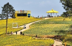 4월의 섬에 수선화 섬 신안 선도