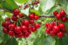 경주천년한우·경주체리·감포 참전복…경주 농축수산 3대 명품 부상
