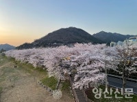 황산공원 벚꽃길에서 봄의 정취 한껏 느껴봐요