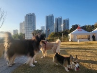 개장 3년, 반려문화 바꿨다…동물·사람 공존하는 울산 애니언파크