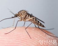 새들천 수초더미에 모기·해충 급증…지역민 골머리