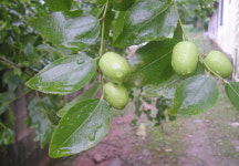 전이섭의 나무예찬(禮讚) 20. 대추, 깃들음의 과실나무