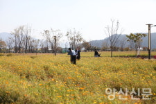 [포토] 지금 황산공원은 댑싸리 한창