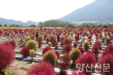 [포토] 지금 황산공원은 댑싸리 한창