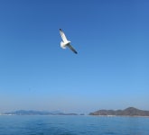 [브런치 총선4.10] 22대 총선 날개 편, 부산갈매기