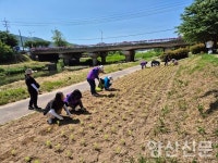 소주동 회야강변에 해바라기꽃이 핀답니다