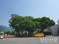 250년 된 양산희망학교 팽나무, 양산시 제1호 준보호수 지정