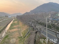 주말 축제인데…황산공원 벚꽃 필까