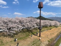 [포토] 벚꽃이 절정을 이룬 황산공원