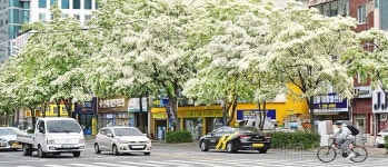 울산 남구 돋질로에 활짝 핀 이팝나무