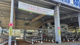 가축시장 폐쇄 등 울산도 럼피스킨병 초긴장