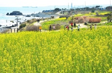 노란 유채꽃 활짝 핀 대왕암공원 해안둘레길