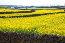 섬 속의 섬 우도의 봄