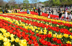 울산대공원 형형색색 활짝 핀 튤립