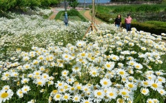 샤스타 데이지 활짝 핀 선암호수공원