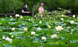 발길 사로잡는 선암호수공원 백련꽃