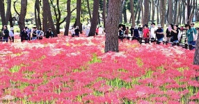 대왕암공원 꽃무릇 활짝