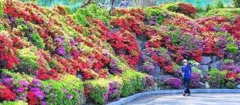 영산홍 만개한 선암호수공원