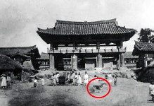 울산의 칡소와 동경이