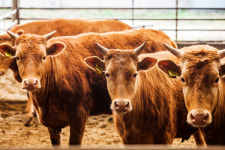 울산 소 사육농장서 23년만에 기종저·가스괴저병 확인