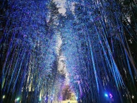 은하수길 걸으며 소곤소곤  … 이른 낙엽 밟으며 속닥속닥