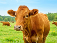 울산축협 박성철 조합원 사육 한우 후보씨수소 선발