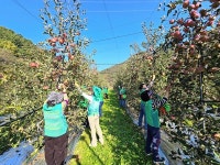 양산시새마을회, 배내골서 사과수확 일손돕기