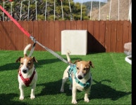 골든쌔들, 반려견과 즐기는 서울인근 캠핑장 눈길