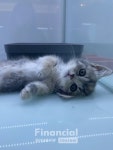 네코스토리, 유기묘 입양 지원 시스템 강화