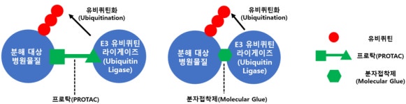 신약에도 딱풀이…분자접착제 신약, 너도나도 개발 열풍