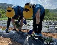 심평원 취재 간 줄 알았는데 대산마을 가서 고구마 심었다고?