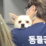 [펫코노미] 열악한 뜬 장에서 구조된 위니