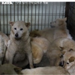 [펫코노미] 도살·바이러스 위험 속에서 태어난 나리