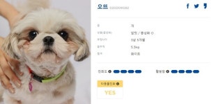 [펫코노미] 화성 번식장 구조견들…이젠 꽃길만 걷개